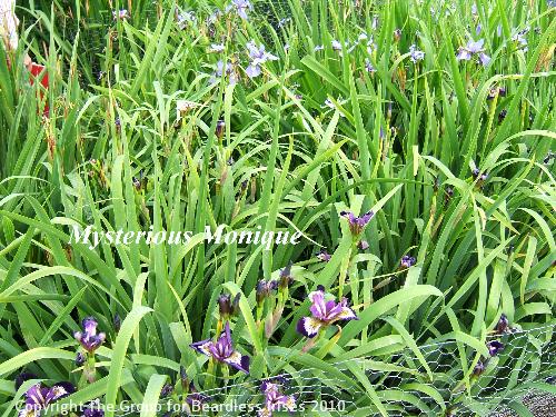 28 Mysterious Monique